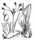 Nom original: Luzula flavescens (n°3734)