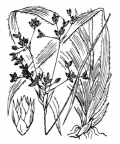Nom original: Luzula sylvatica (n°3739)