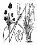 Nom original: Luzula multiflora (n°3743)