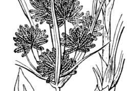 Nom original: Cyperus vegetus (n°3754)
