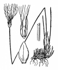Nom original: Eriophorum alpinum (n°3762)