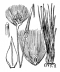 Nom original: Eriophorum vaginatum (n°3764)