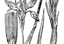 Nom original: Eriophorum angustifolium (n°3765)