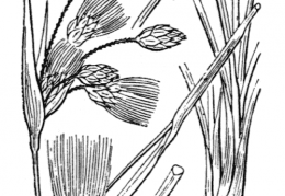 Nom original: Eriophorum latifolium (n°3766)