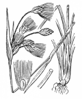 Nom original: Eriophorum latifolium (n°3766)