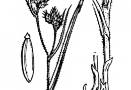 Nom original: Fuirena pubescens (n°3768)
