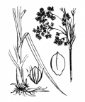 Nom original: Scirpus sylvaticus (n°3773)