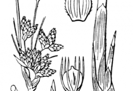 Nom original: Scirpus lacustris (n°3776)
