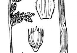 Nom original: Scirpus x carinatus (n°3778)