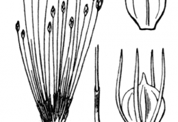 Nom original: Scirpus parvulus (n°3787)