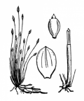 Nom original: Scirpus acicularis (n°3788)