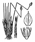 Nom original: Scirpus cespitosus (n°3791)