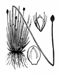Nom original: Scirpus ovatus (n°3792)
