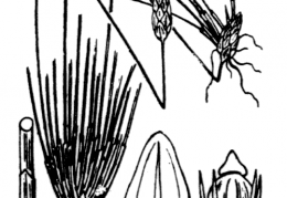 Nom original: Scirpus multicaulis (n°3793)