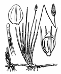 Nom original: Scirpus uniglumis (n°3796)