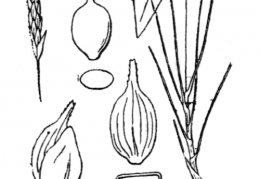 Nom original: Carex dioica (n°3799)