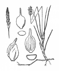 Nom original: Carex dioica (n°3799)