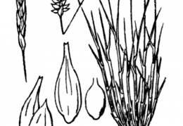 Nom original: Carex davalliana (n°3800)