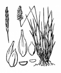 Nom original: Carex davalliana (n°3800)