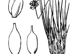 Nom original: Carex pulicaris (n°3801)