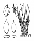 Nom original: Carex pulicaris (n°3801)