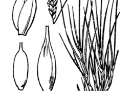 Nom original: Carex macrostylon (n°3802)