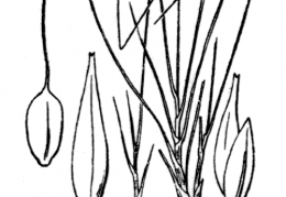 Nom original: Carex pauciflora (n°3803)