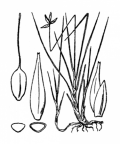 Nom original: Carex pauciflora (n°3803)