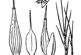 Nom original: Carex microglochin (n°3804)