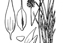 Nom original: Carex pyrenaica (n°3805)