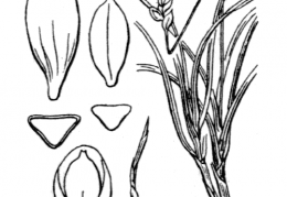 Nom original: Carex rupestris (n°3806)