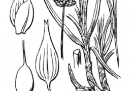 Nom original: Carex foetida (n°3808)