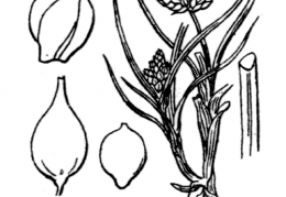 Nom original: Carex incurva (n°3809)
