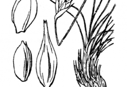 Nom original: Carex curvula (n°3810)