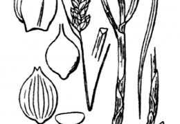 Nom original: Carex divisa (n°3812)