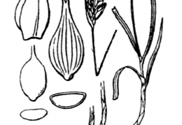 Nom original: Carex chaetophylla (n°3813)