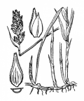 Nom original: Carex disticha (n°3814)