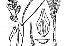 Nom original: Carex arenaria (n°3815)