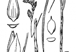 Nom original: Carex brizoides (n°3818)