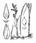 Nom original: Carex brizoides (n°3818)