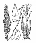 Nom original: Carex paniculata (n°3819)