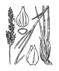 Nom original: Carex paradoxa (n°3820)