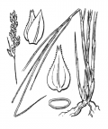 Nom original: Carex teretiuscula (n°3821)
