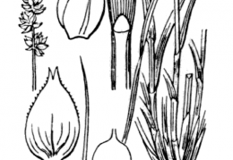 Nom original: Carex pairae (n°3824)