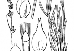 Nom original: Carex divulsa (n°3825)