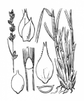 Nom original: Carex divulsa (n°3825)