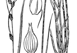 Nom original: Carex remota (n°3826)