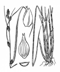 Nom original: Carex remota (n°3826)