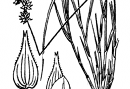 Nom original: Carex echinata (n°3827)