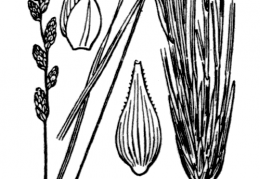 Nom original: Carex elongata (n°3830)